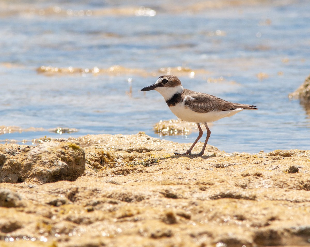 Wilson's Plover - ML638494122