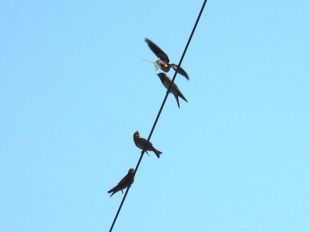 Golondrina Común - ML638494154