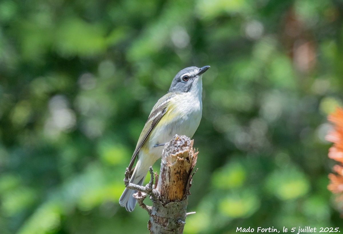 Graukopfvireo - ML638494218
