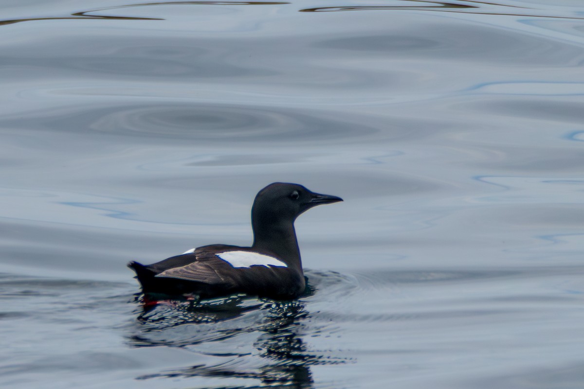 Black Guillemot - ML638494247