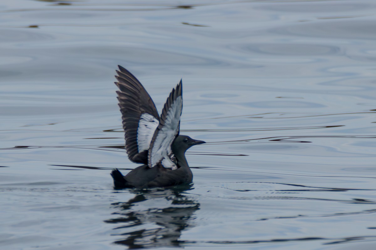 Black Guillemot - ML638494248