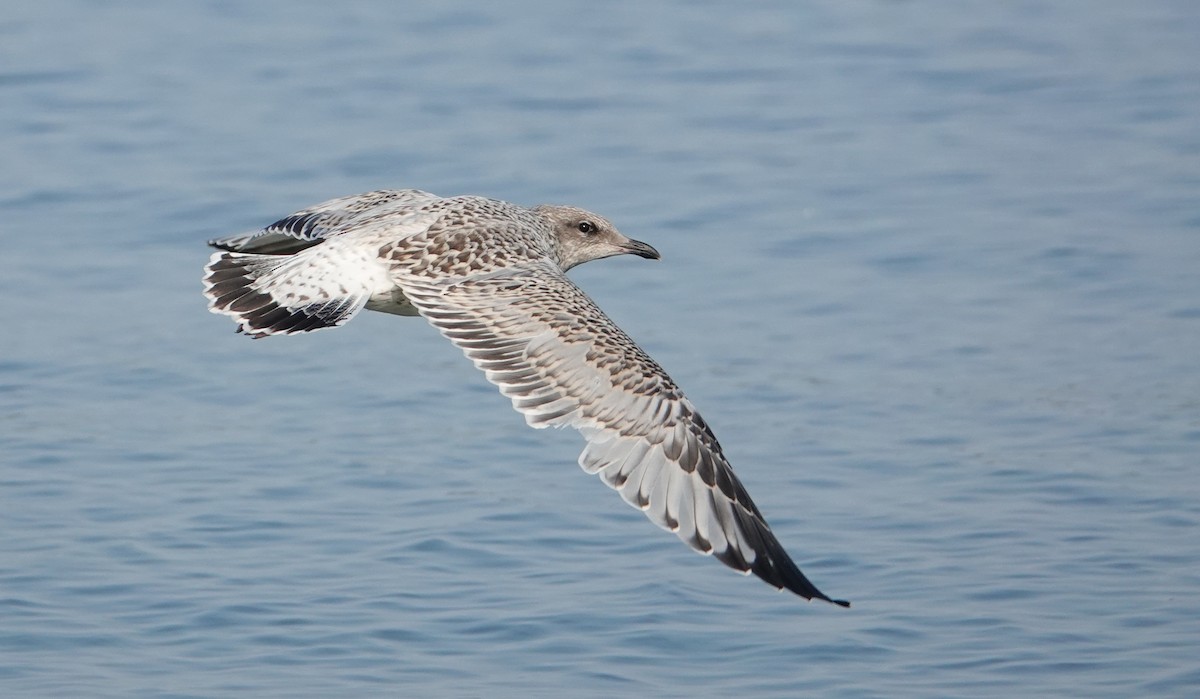 Ring-billed Gull - ML638494292