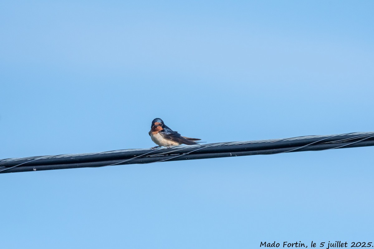 Golondrina Común - ML638494294