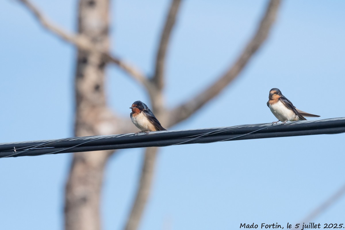 Golondrina Común - ML638494295
