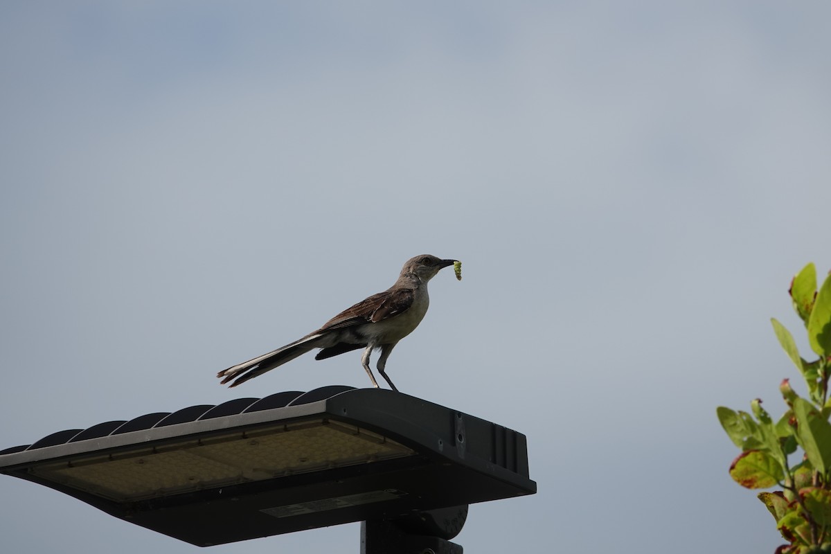 Northern Mockingbird - ML638494314