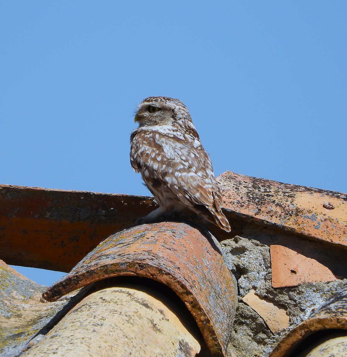 Little Owl - ML638494343