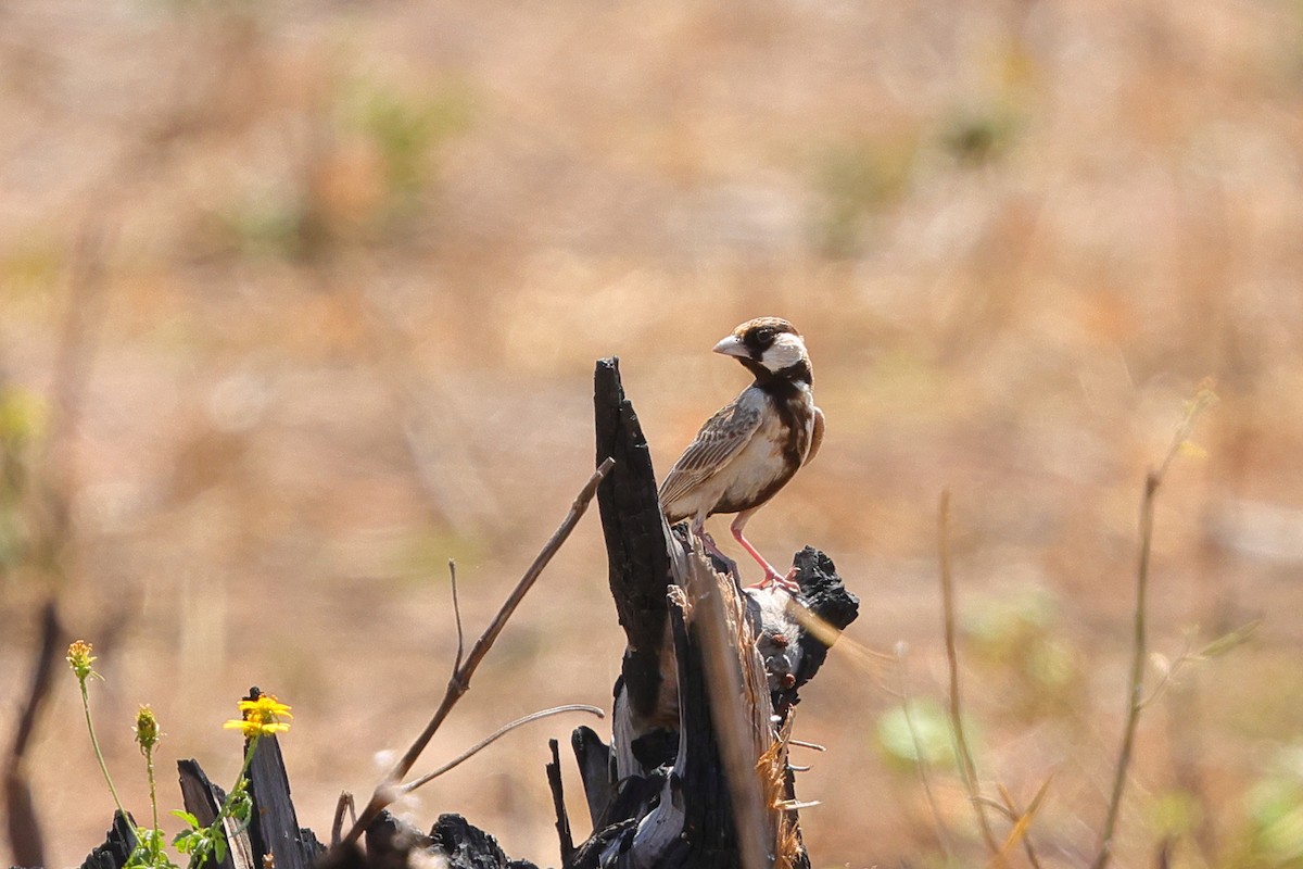Fischer's Sparrow-Lark - ML638494361