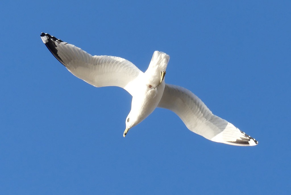 American Herring Gull - ML638494368