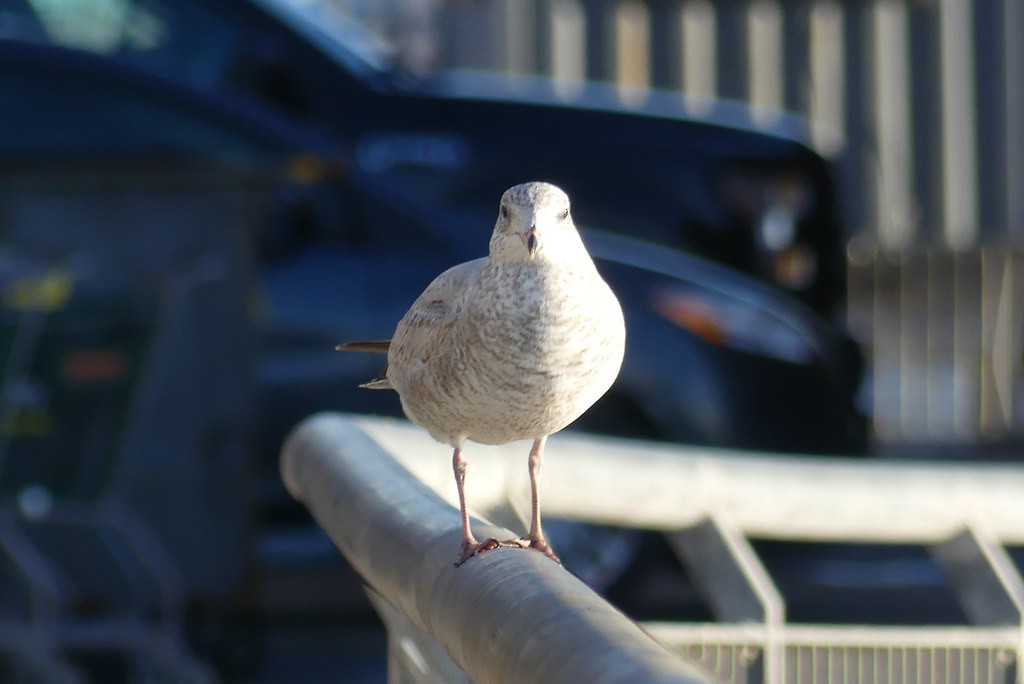 American Herring Gull - ML638494369