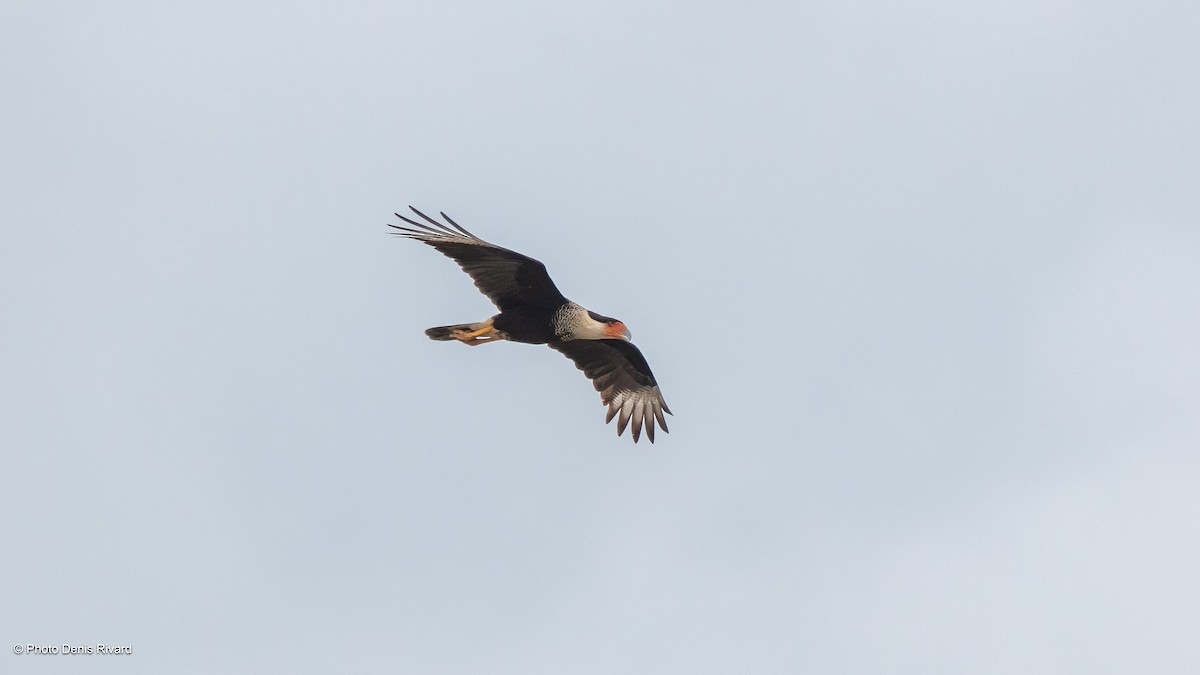 Crested Caracara - ML638494382
