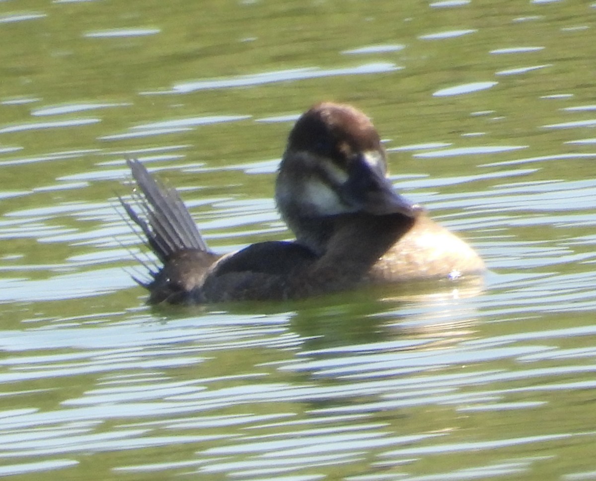 Ruddy Duck - ML638494393