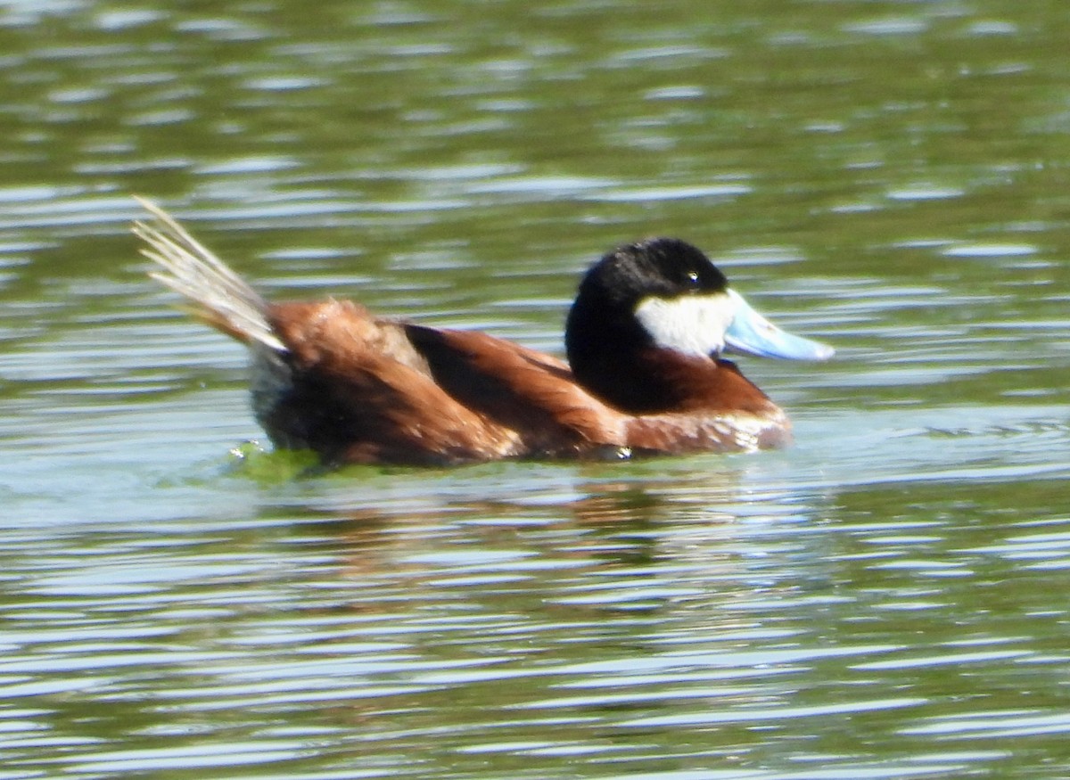 Ruddy Duck - ML638494394