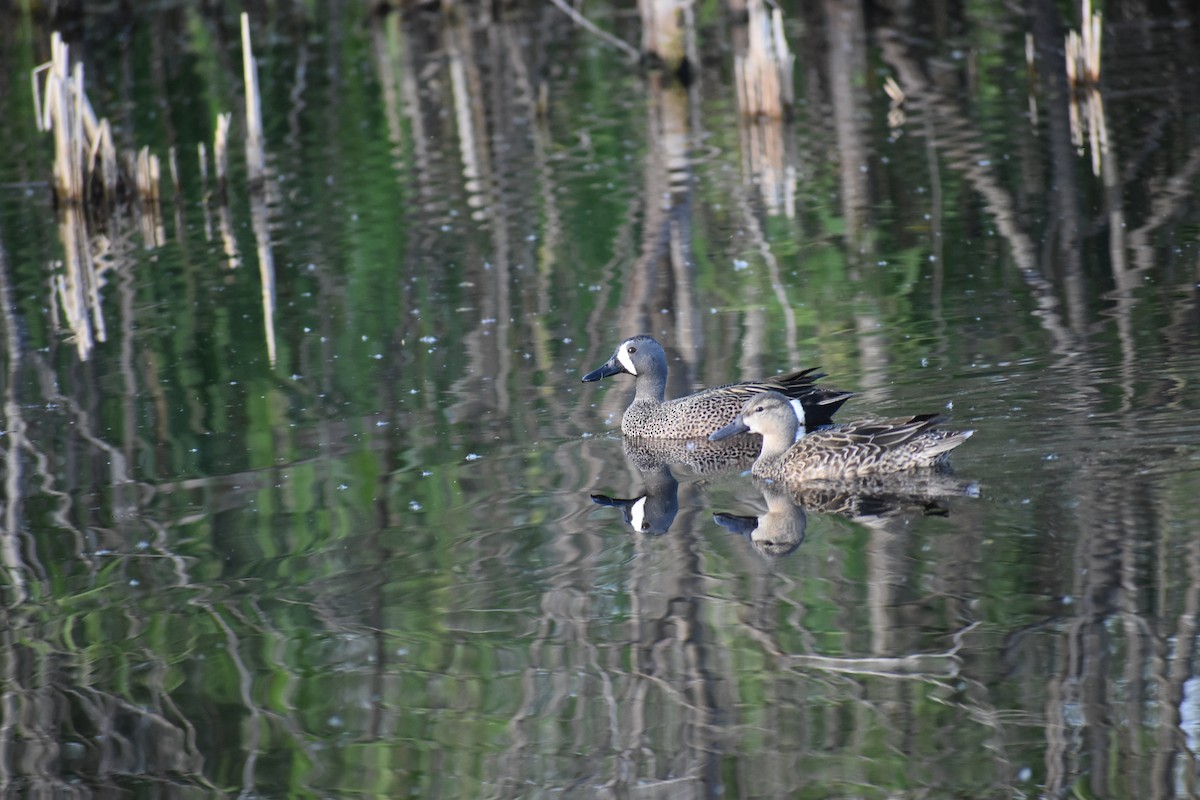 Blue-winged Teal - ML638494442