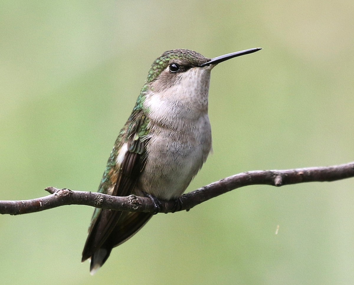 ノドアカハチドリ - ML638494443