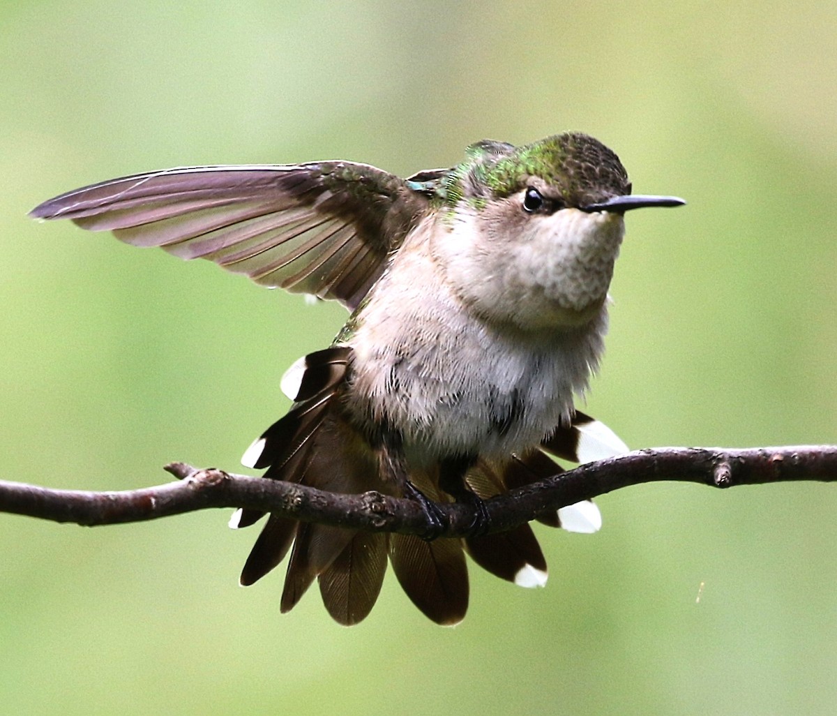 ノドアカハチドリ - ML638494504