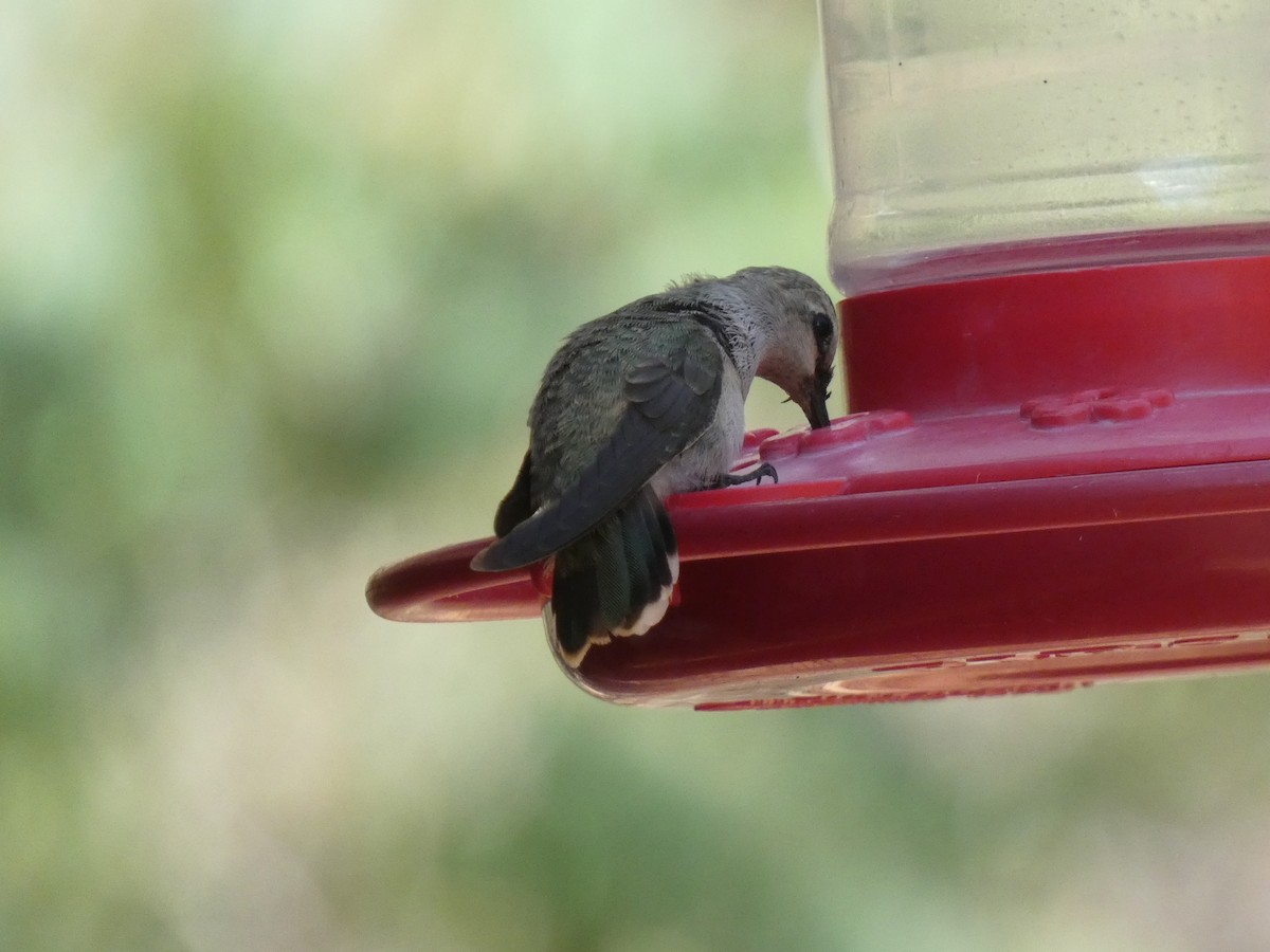 Costa's Hummingbird - ML638494509
