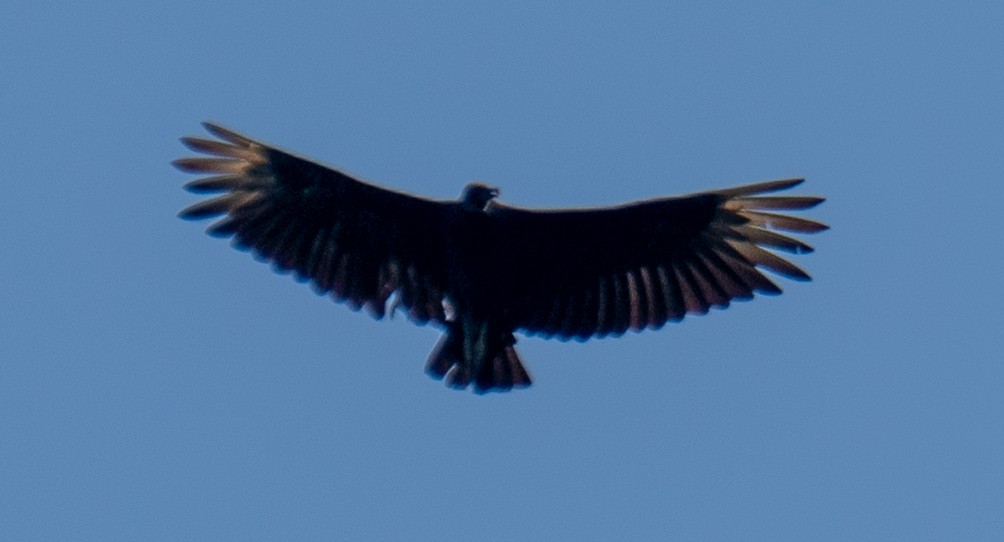 Урубу - ML638494514