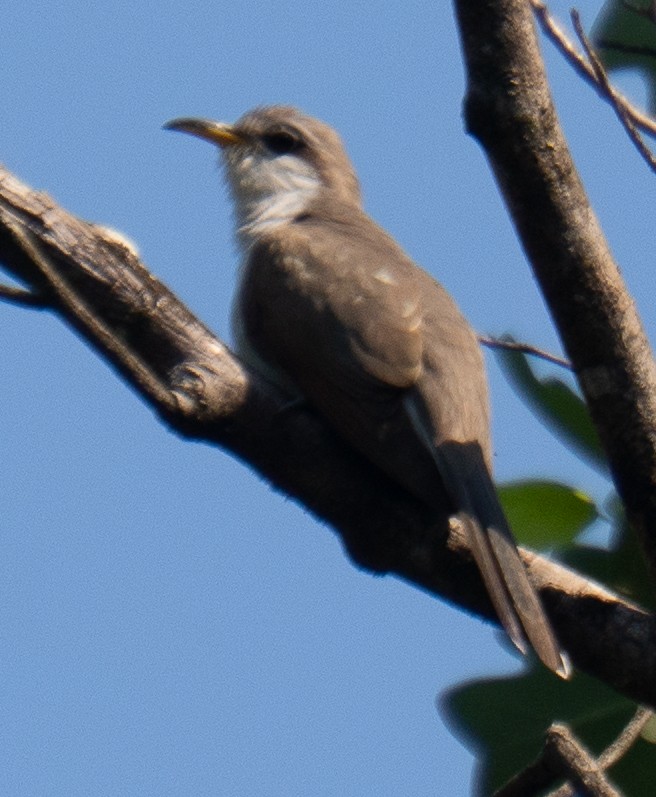 Cuclillo Piquigualdo - ML638494526