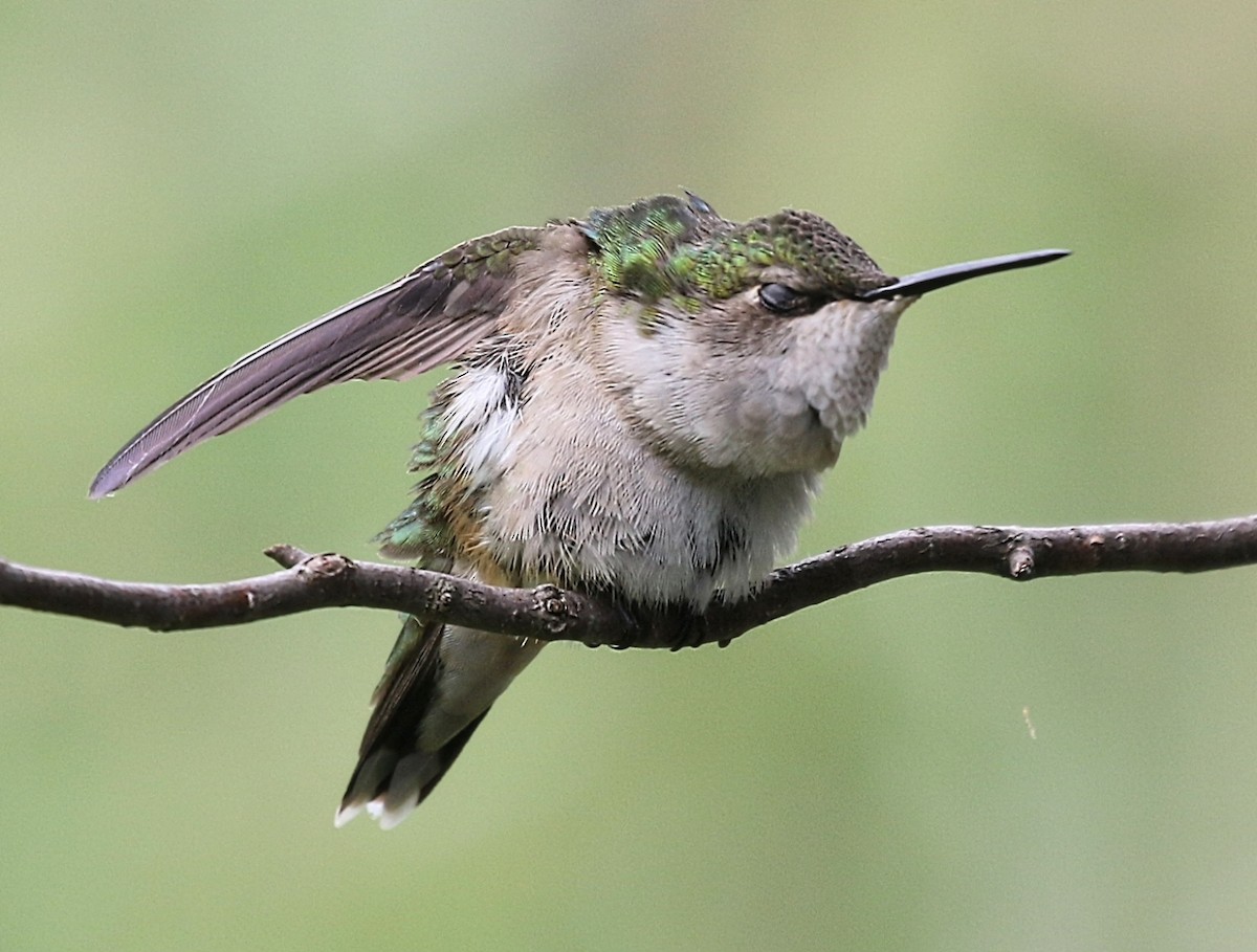 Colibrí Gorjirrubí - ML638494528