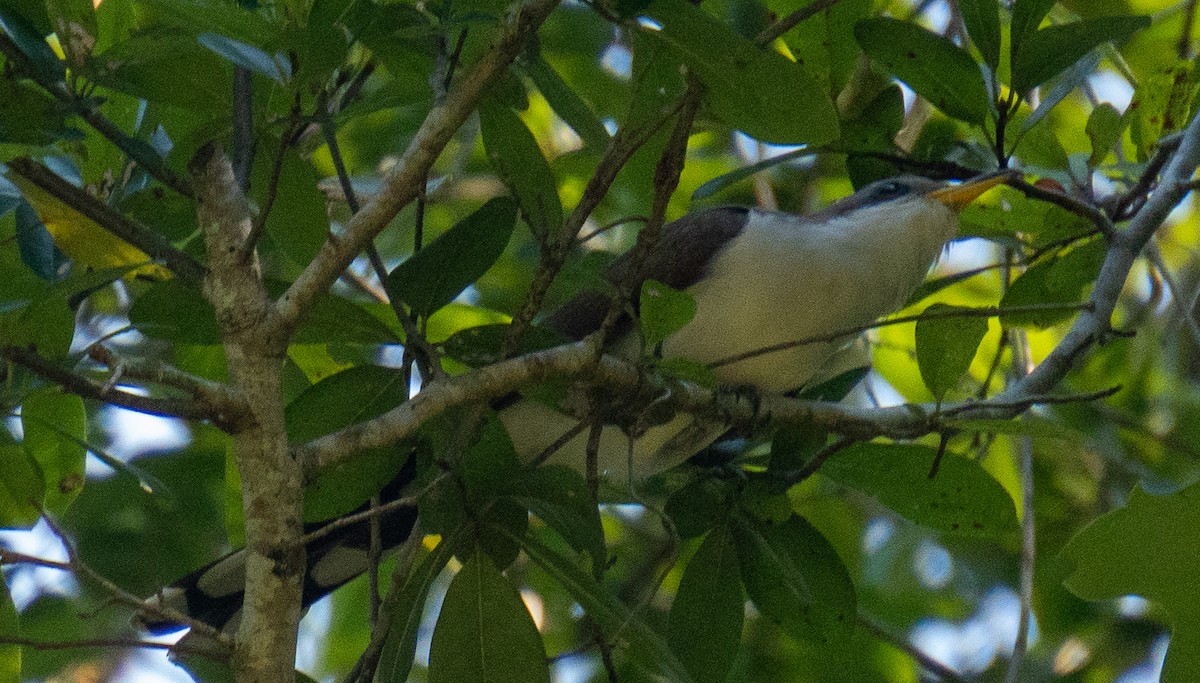 Cuclillo Piquigualdo - ML638494534