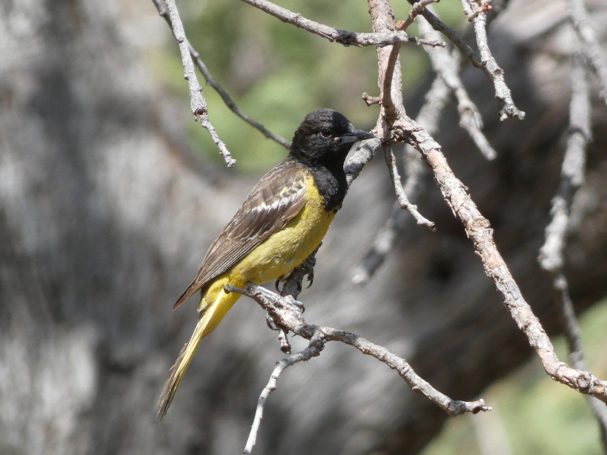 Turpial de Scott - ML638494540