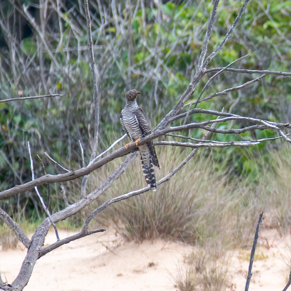 Indian Cuckoo - ML638494590