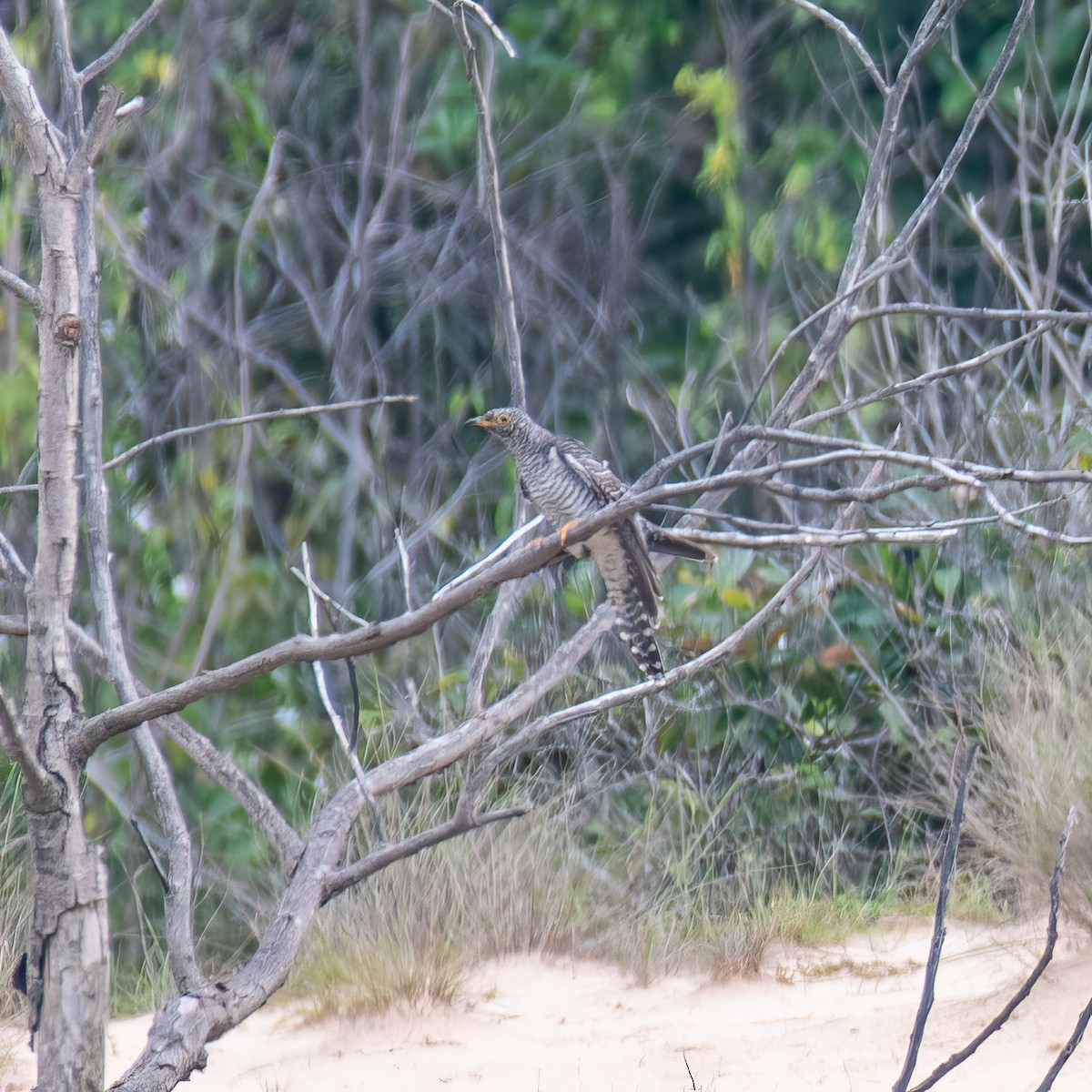 Indian Cuckoo - ML638494591