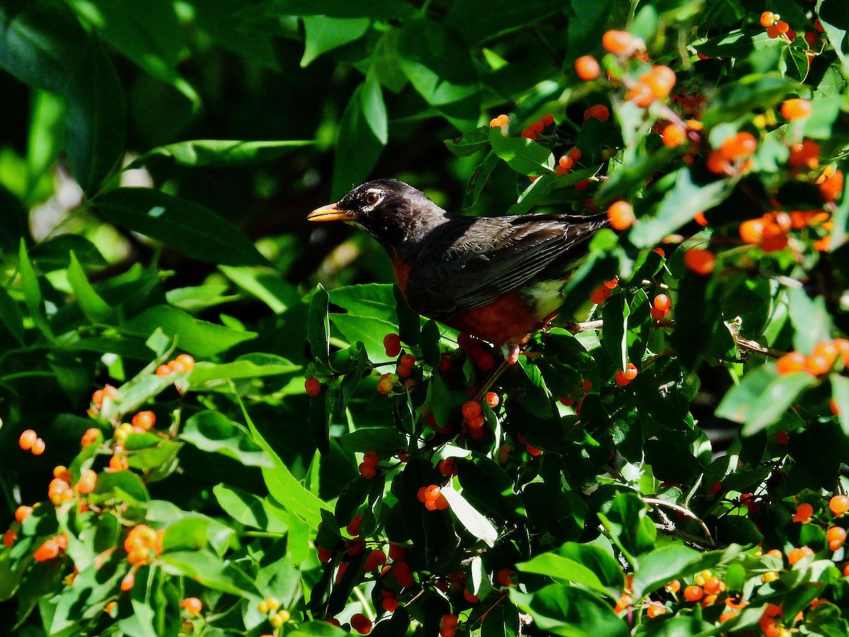 Zozo papargorria - ML638494614