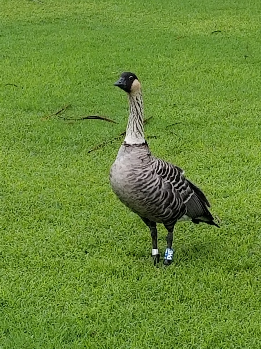Hawaiian Goose - ML638494620