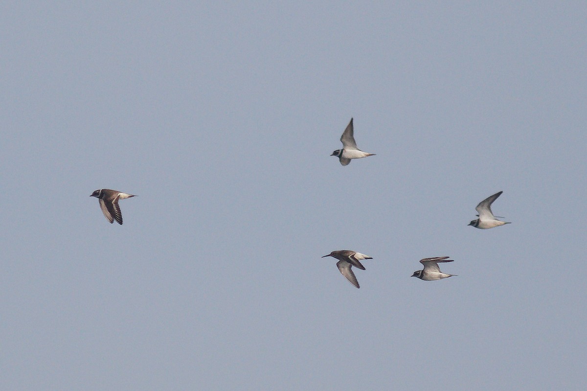 Common Ringed Plover - ML638494634