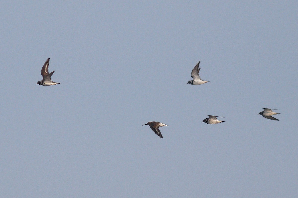 Common Ringed Plover - ML638494635