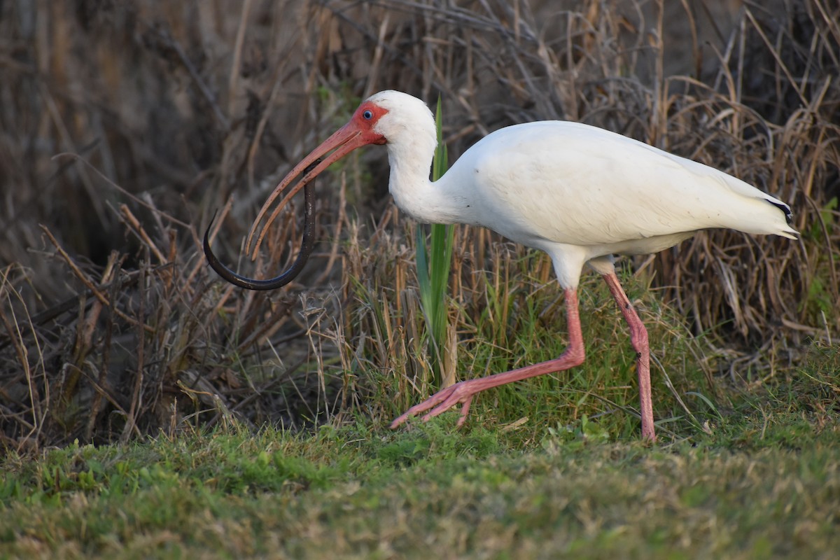 Ibis Blanco - ML638494677