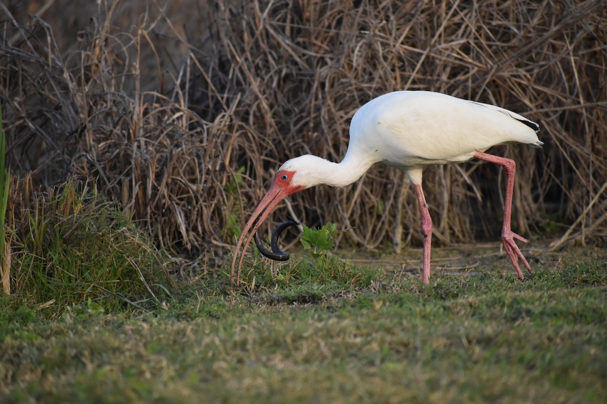 Ibis Blanco - ML638494678