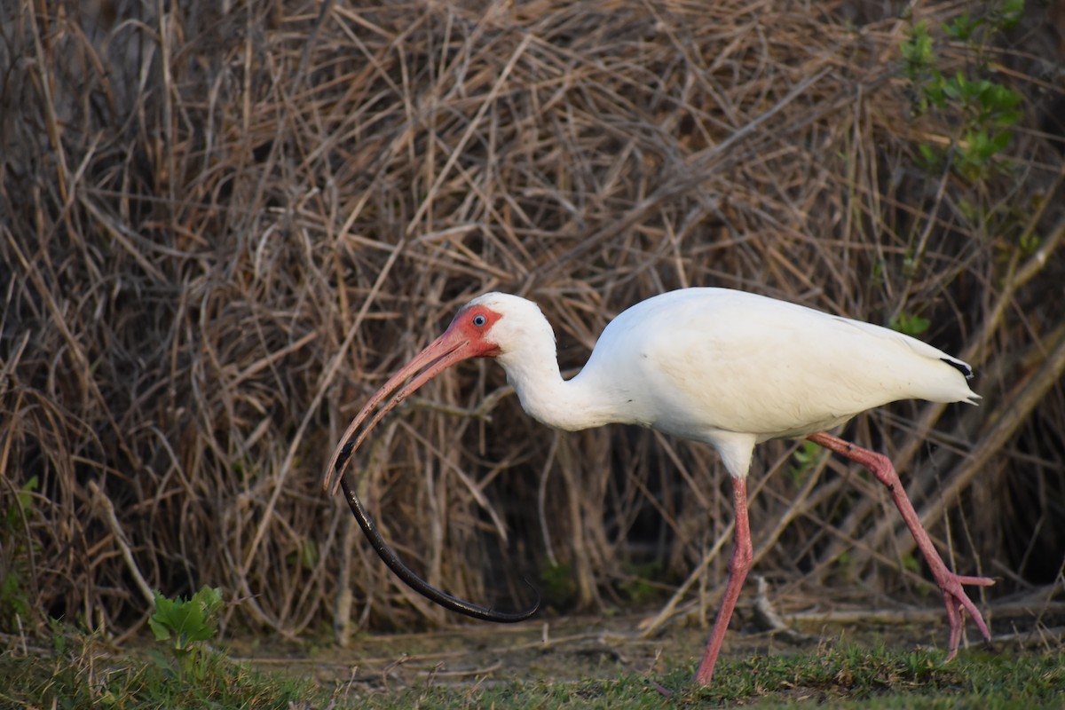 Ibis Blanco - ML638494679