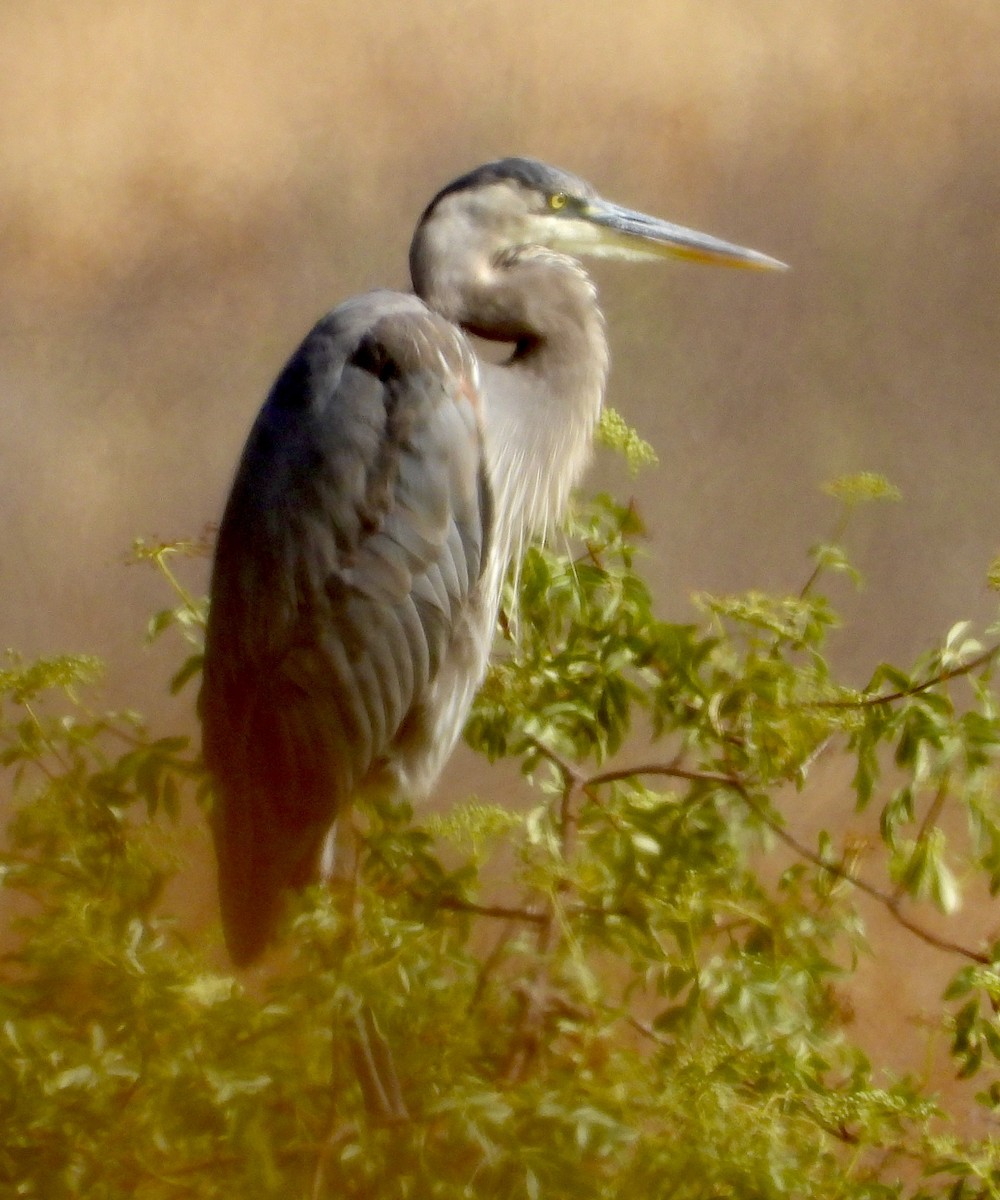 Garza Azulada - ML638494682