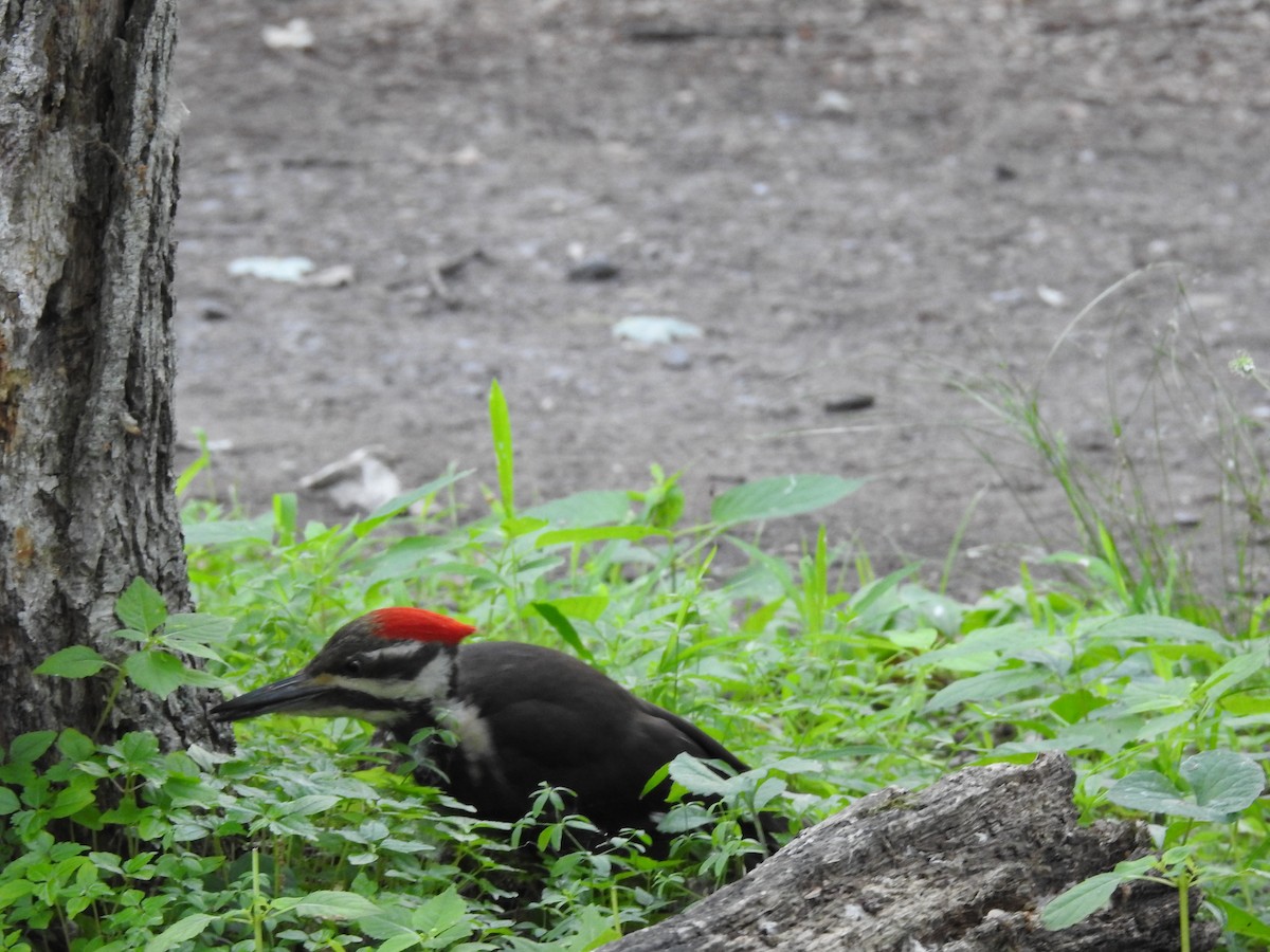 Pileated Woodpecker - ML638494687