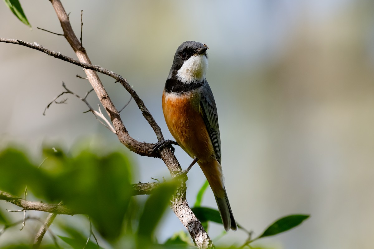 Rufous Whistler - ML638494689