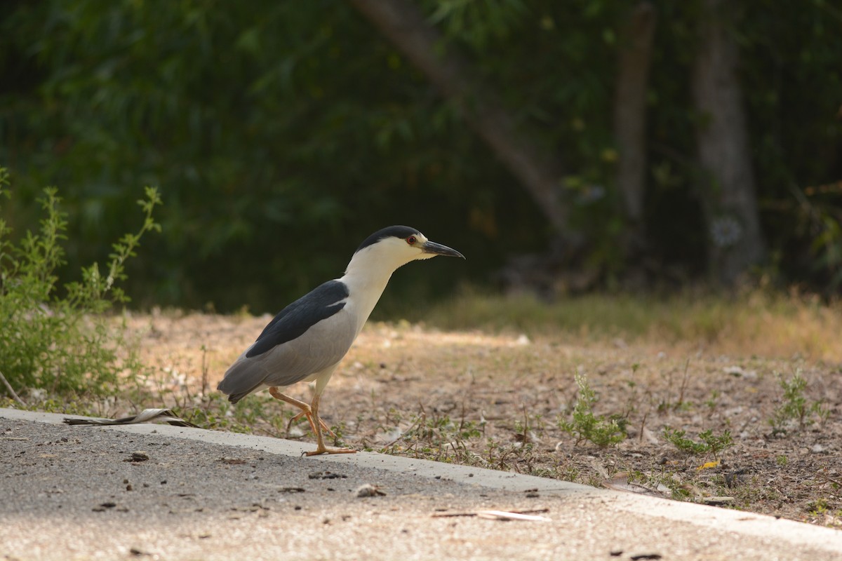 Black-crowned Night Heron - ML638494703
