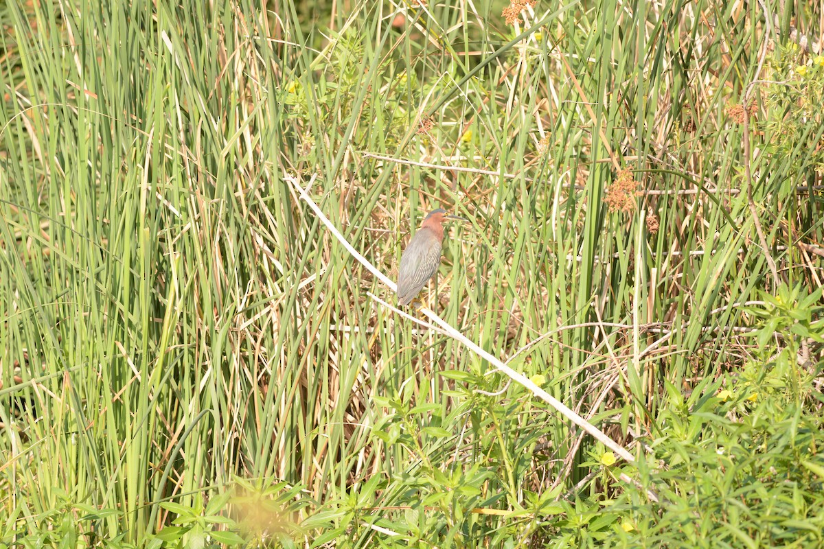 Green Heron - ML638494705