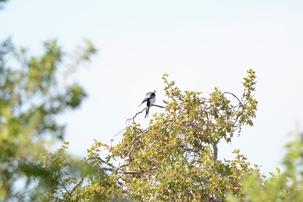 Swallow-tailed Kite - ML638494713