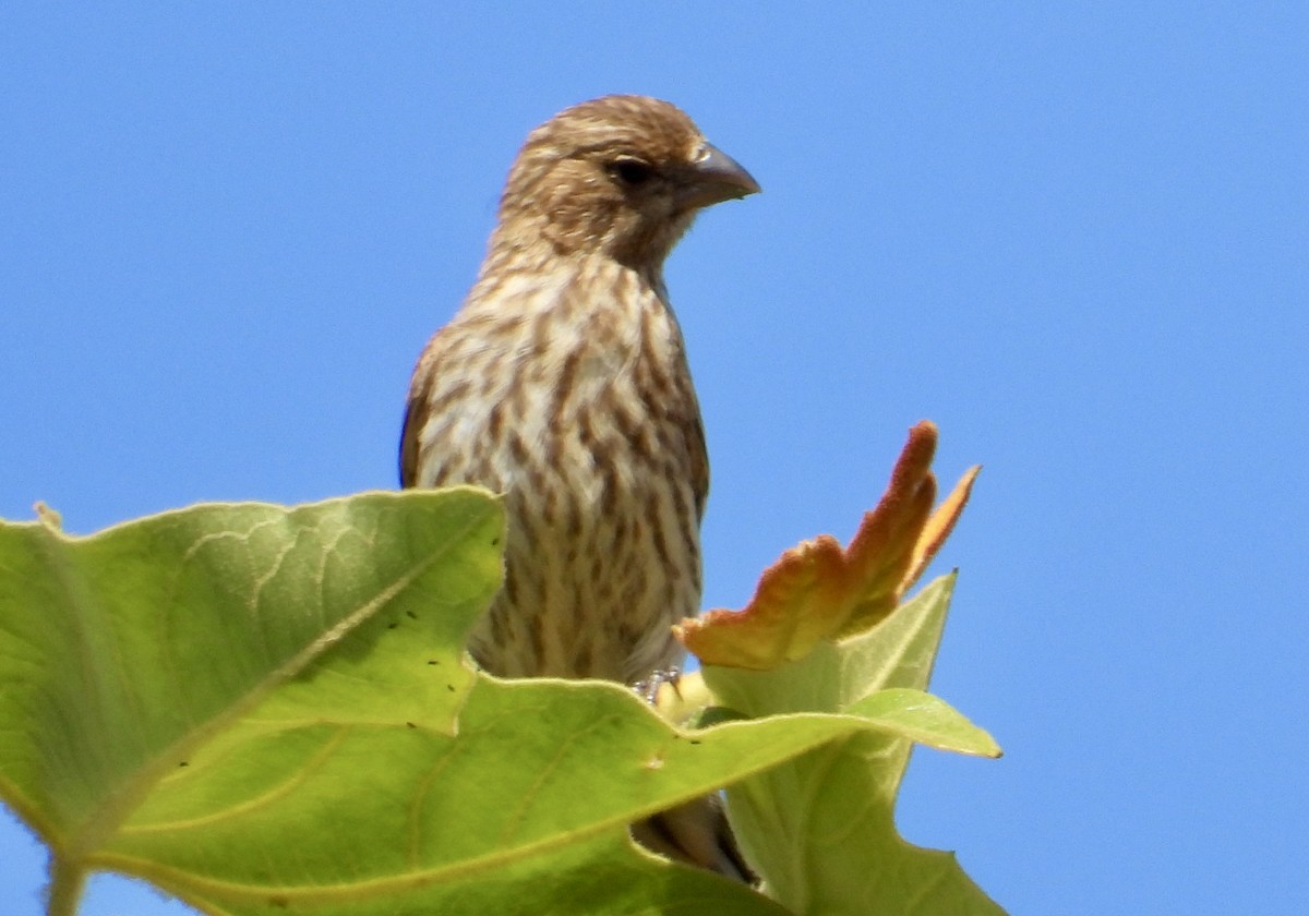 Ev Çütresi - ML638494725