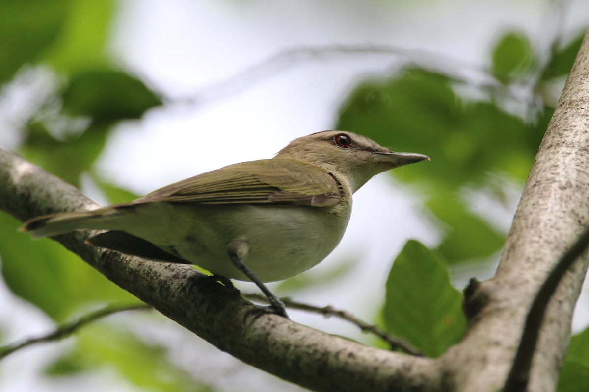 Red-eyed Vireo - ML638494733