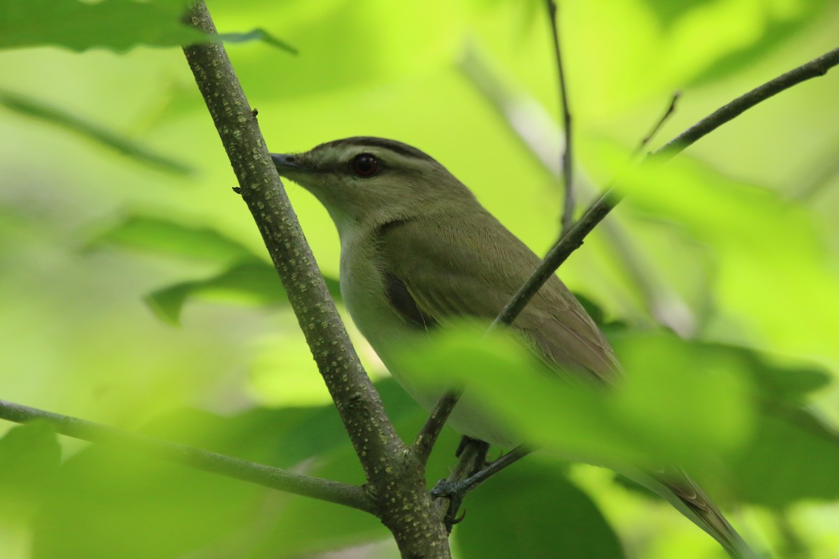 Red-eyed Vireo - ML638494734