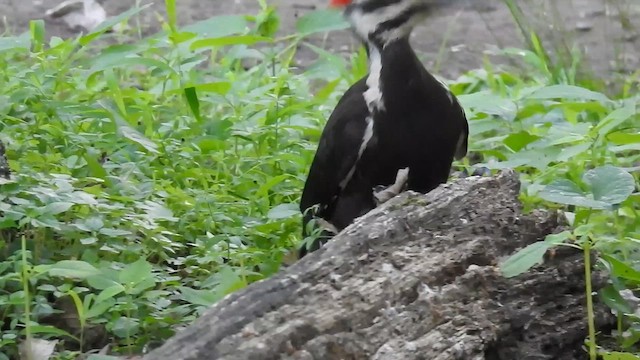 Pileated Woodpecker - ML638494735