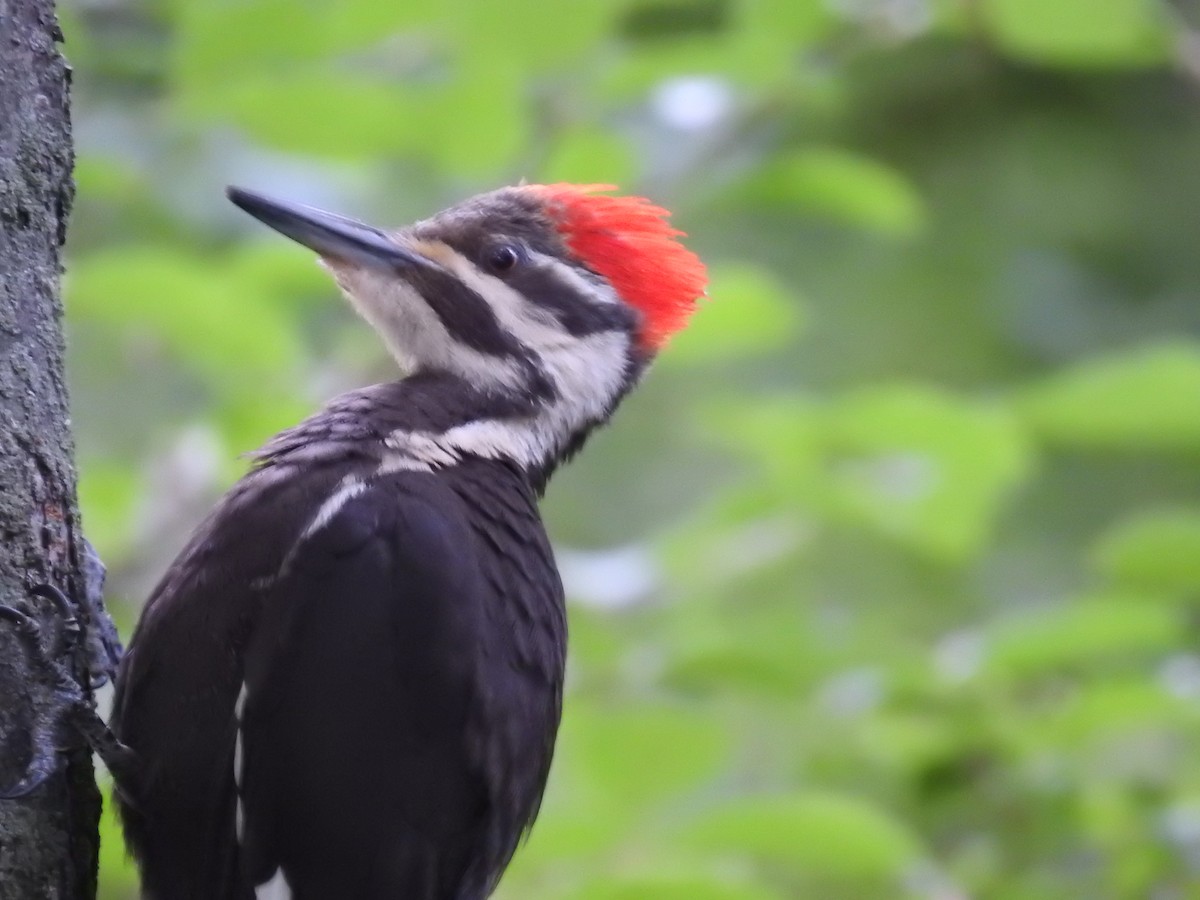 Pileated Woodpecker - ML638494777