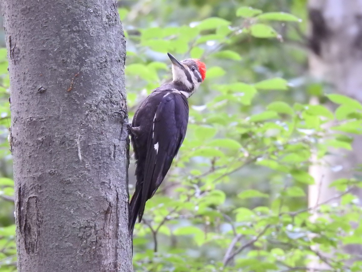Pileated Woodpecker - ML638494793