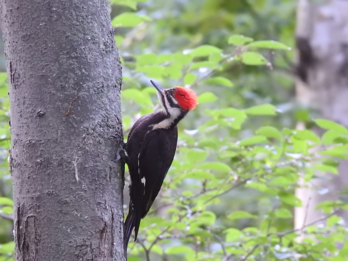 Pileated Woodpecker - ML638494796