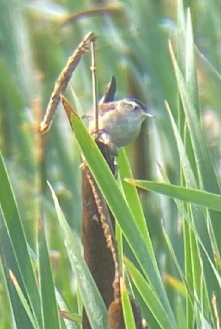 Marsh Wren - ML638494808