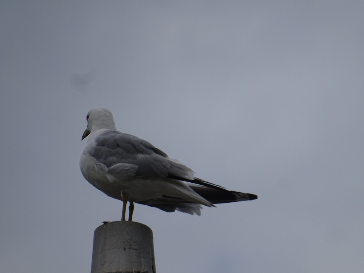 Ring-billed Gull - ML638494810