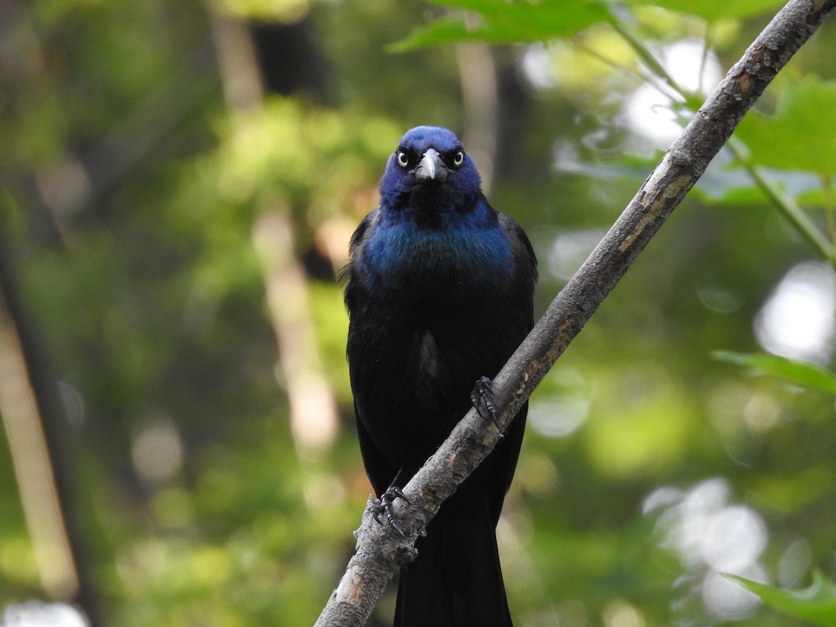 Common Grackle - ML638494820